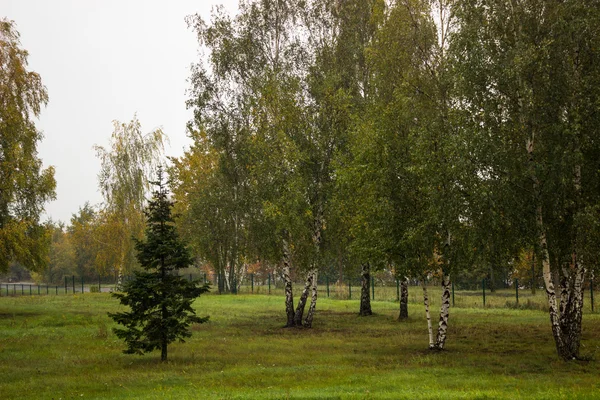 Huş ağaçlarıyla çevrili Ladin — Stok fotoğraf