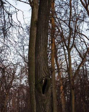 Ağaç gövdesi oyuk