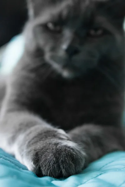 kedi patisi ön planda