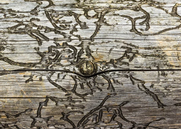 Süslü bir desen ile eski bir ağaç gövdesi resmini