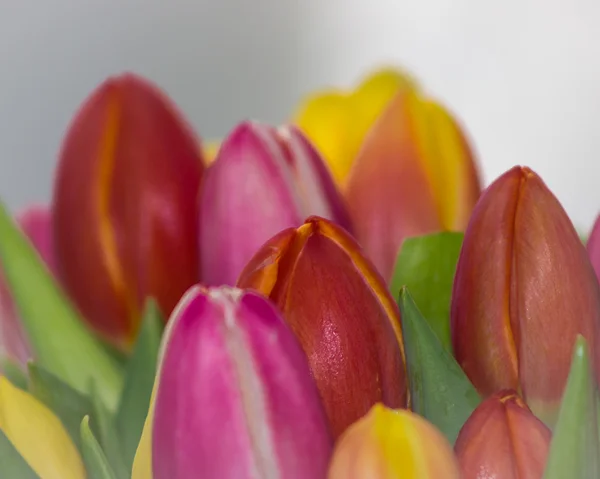 Bouquet of colored tulips — Stock Photo, Image