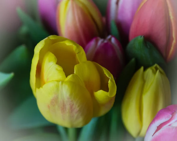 Lale closeup başkanı