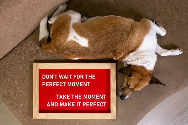 Kanepede, çerçevesinde bir posterle uzanmış bir köpek. 