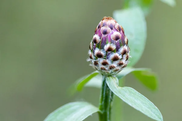 Centaurea siyanus. Mor Mısır Çiçeği 'nin Bud' ı yaz çayırında yetişir. Yumuşak seçici odaklı yakın plan fotoğrafı..