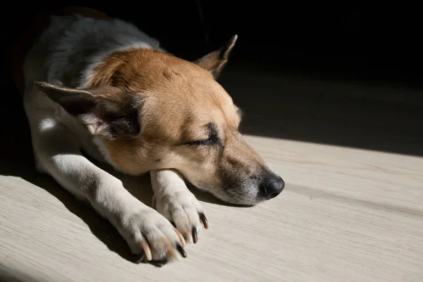 Retrato Cerca Lindo Perro Jack Russell Terrier Durmiendo Suelo Sol — Foto de Stock