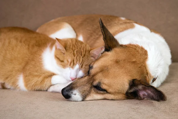 Ginger cat and dog resting together on sofa. Best friends.