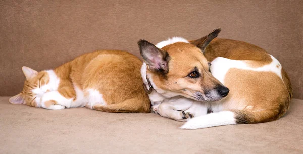 Gato Perro Descansando Juntos Sofá Mejores Amigos — Foto de Stock