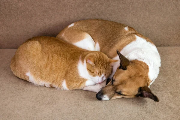 Gato Perro Descansando Juntos Sofá Mejores Amigos — Foto de Stock
