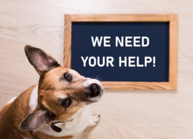 Üzerinde yazı tahtası olan sevimli bir köpeğin komik portresi. Yerde yatan yardımına ihtiyacımız var..