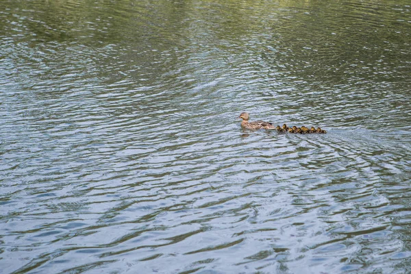 Patos Bonitos Seguem Sua Mãe Pato Uma Fila Lago — Fotografia de Stock