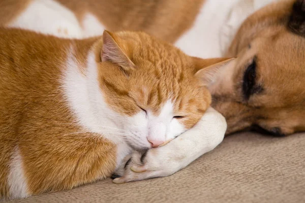 Gato Perro Descansando Juntos Sofá Mejores Amigos — Foto de Stock