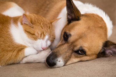 Kedi ve köpek kanepede birlikte dinleniyorlar. En iyi arkadaşlar.