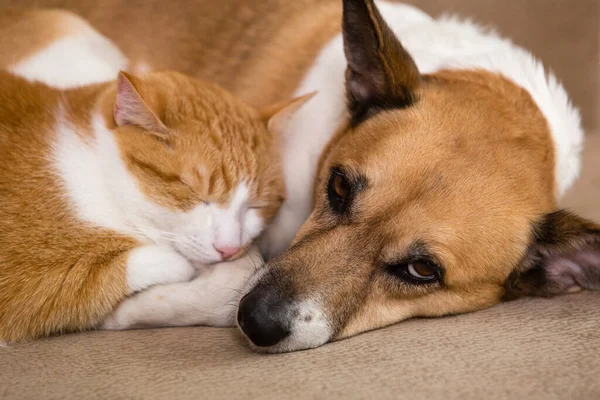 Gato Perro Descansando Juntos Sofá Mejores Amigos Fotos De Stock