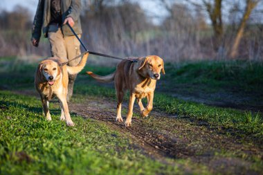 Yürüyüş sırasında iki Rus av köpeği ev sahibiyle birlikte tasma takıyor..