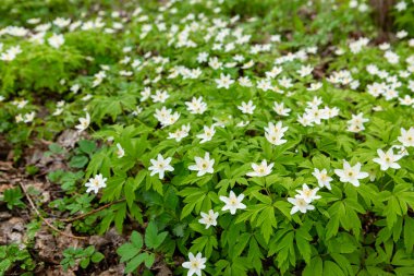 Bahar ormanı ve bir sürü güzel beyaz şakayık. Anemone nemorosa.