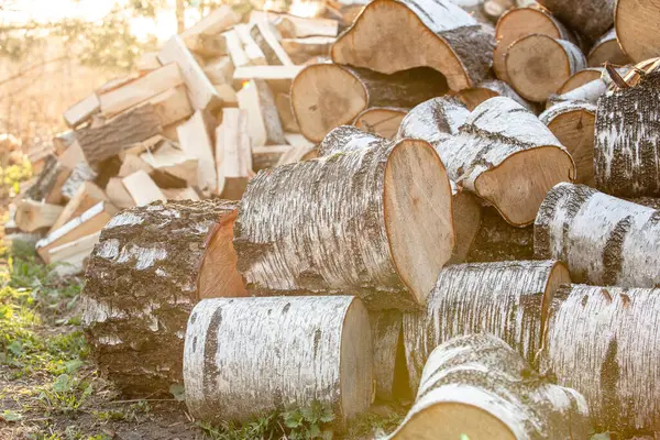 Kocaman yuvarlak bir odun yığını. Kütükler bir yığın içine istiflenmiş huş ağacının gövdelerinden kesilmiş. Huş ağacı yakacak..