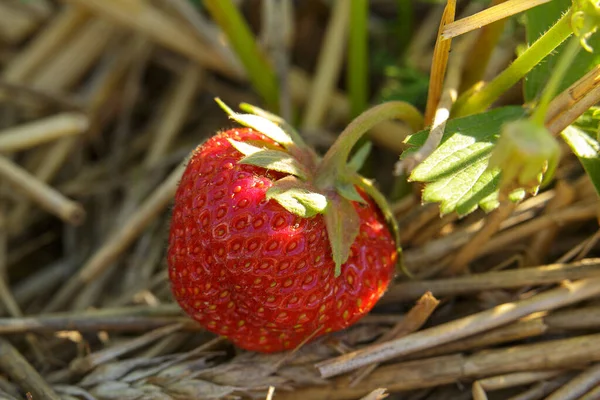 Ripe Red Strawberry Close Growing Field Straw Bedding — Stock Photo, Image