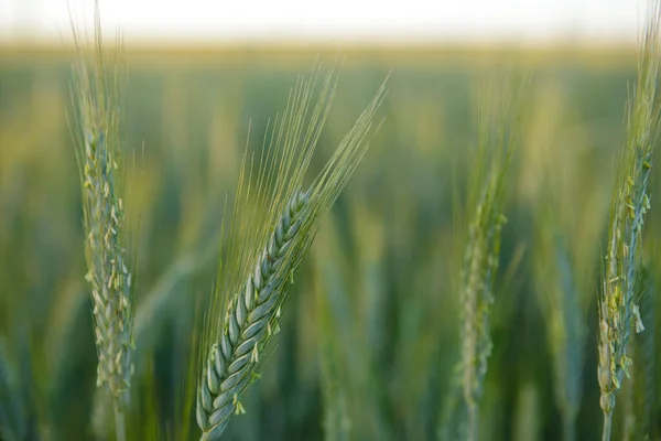 Güneşli bir günde hasat zamanından önce olgunlaşan buğday tarlasında birkaç yeşil kulağın yakın çekimi..