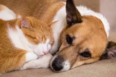 Kızıl bir kedi ve kızıl bir köpek kanepede birlikte dinleniyorlar. En iyi arkadaşlar.