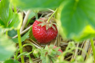 Yazın organik çilek tarlasında yetişen tatlı kırmızı çilekler. Çilek hasadı. Tarım ve ekolojik meyve çiftçiliği kavramı.