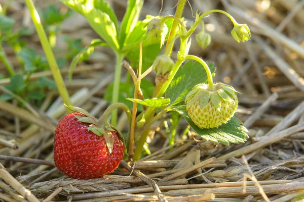 Sweet Red Strawberries Growing Organic Strawberry Farm Field Summer Strawberries — Stock Photo, Image