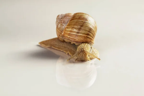 Close Garden Snail Selective Focus White Background Reflection — Stock Photo, Image