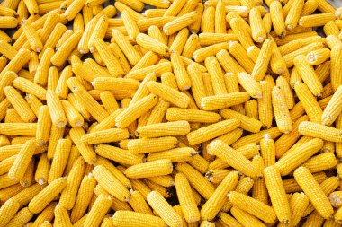 Bir sürü tatlı mısır kulağı. Sebze arka planı olarak sarı mısır. Yukarıdan görüntüle.