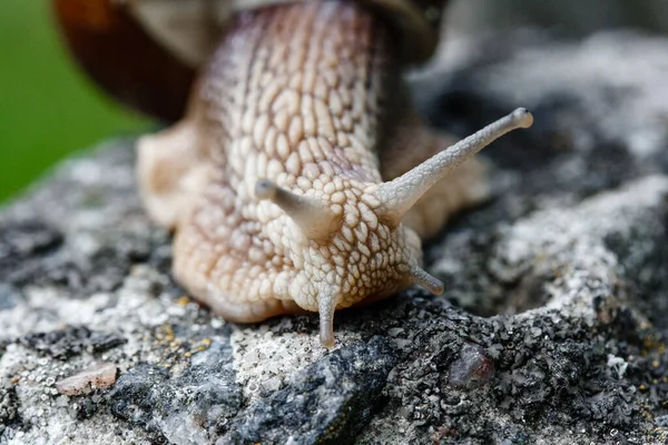 野生動物の古い灰色の石の上を歩くカタツムリの頭を閉じる — ストック写真