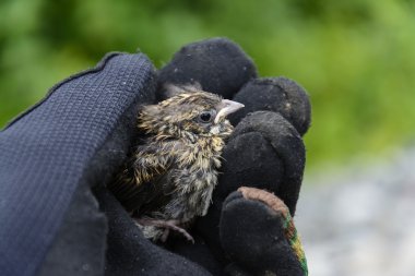 little sparrow chick