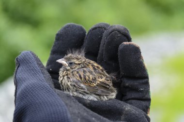 little chick of sparrow