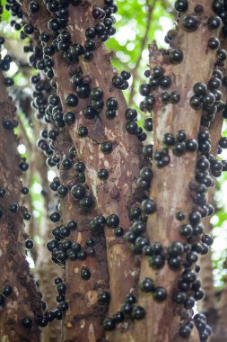 Ağaç gövdesine yapışmış olgun jabuticaba meyvelerinin dikey yakın görüntüsü. Yüzeysel alan derinliği, kremsi ve doğal bokeh
