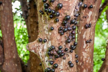 Doğrudan gövdeden büyüyen mor siyah jabuticaba meyvelerinin yatay makro görüntüsü (ayrıntılı plan). Olgun böğürtlenler üzerine seçici odak; Doğal bulanık yeşil arkaplan (bokeh)