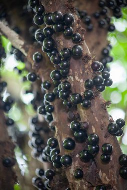 Dikey tropikal ihtiyatlı atış. Doğal ışıklandırma. Koyu böğürtlen ve dokuma kabuğunun soyut bileşimi, egzotik tarım temaları için ideal