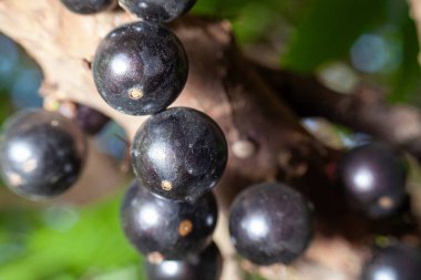 Yatay yakalama. Böğürtlen yığını yoğun bir organik doku yaratır. Meyvenin pürüzsüz ve parlak yüzeyine odaklanın. Yiyecek teması, tropikal hasat