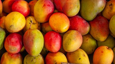 Olgun, renkli, detaylı doku ve keskin odaklı mangoları gösteren yoğun bir bileşim. Gıda reklamları, tarım temaları ve taze üretim kullanımı için mükemmel