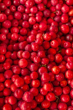 Yüzlerce kırmızı erikle dolu dikey yakın çekim (erik suyu). Yoğun, negatif olmayan bileşim, yüksek çözünürlüklü pürüzsüz, parlak cilt.