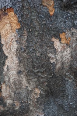 soyut ağaç kabuğu