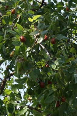 Çin kırmızı hünnap