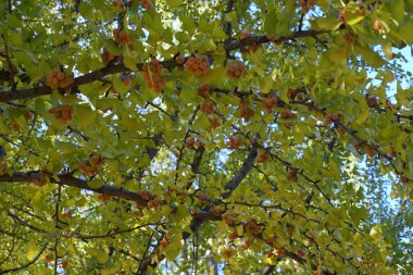 Ginkgo meyve kapatın 