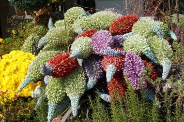 yüksükotu çiçeğin renkli