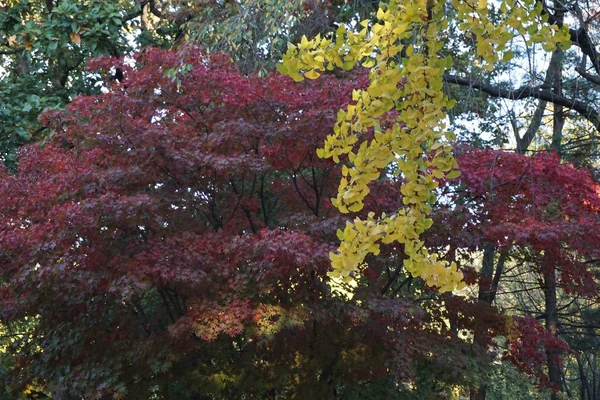 Cerrar árbol de arce — Foto de Stock