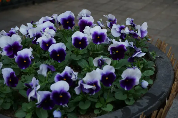 Fargerike av pansy blomst – stockfoto