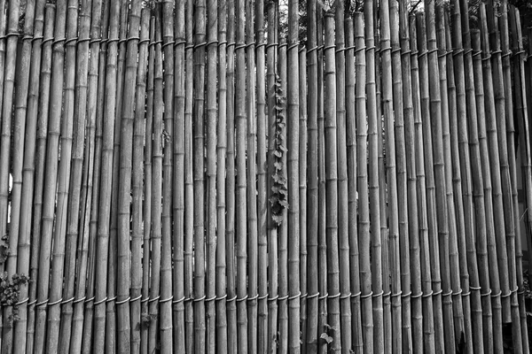 Абстрактная бамбуковая стена — стоковое фото