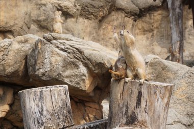 Çayır köpeği'ni Hayvanat Bahçesi