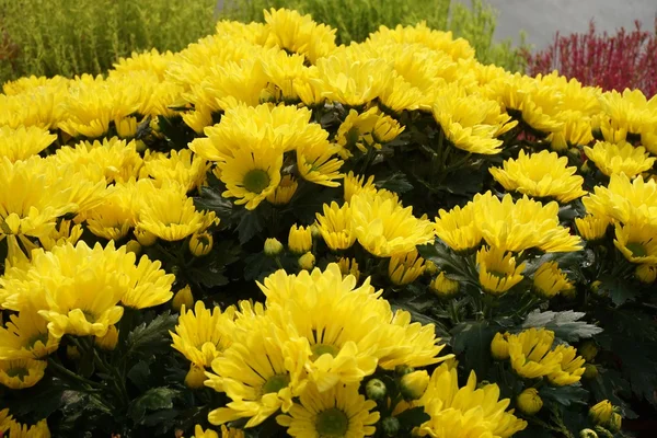 Colorido de crisantemo — Foto de Stock