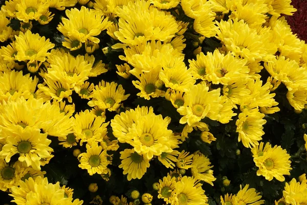 Colorido de crisantemo — Foto de Stock
