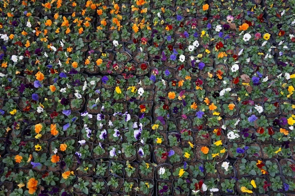 多彩的三色堇花 — 图库照片