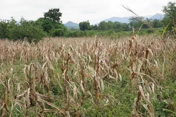 Dry corn field — Stock Photo, Image