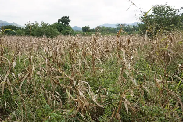 Dry corn field — Stock Photo, Image