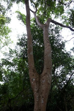 Ağaç gövdesi kapatmak